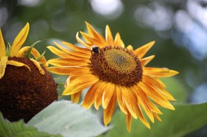 Susie-Middleton-sunflower