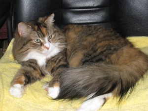 Tina-Tranfaglia-cat