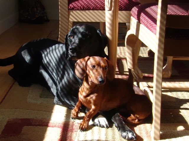 miniature-dachshund-louis-vuitton
