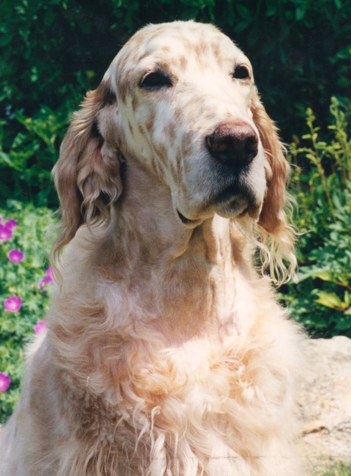 Beatrice, my first therapy dog