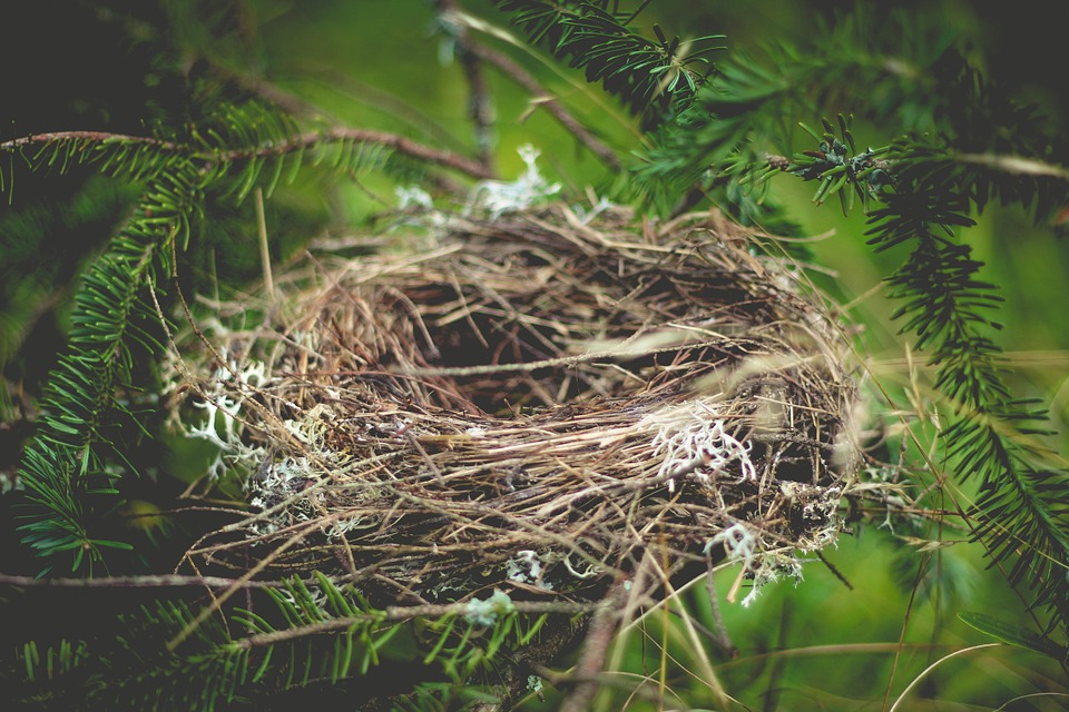 empty-nest-2