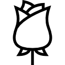 rose-1